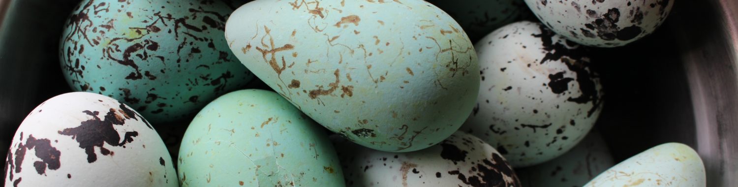 Murre Eggs